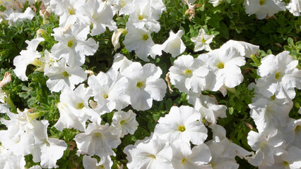 Plant with green leaves and white flowers