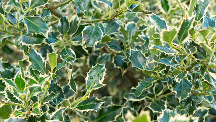 Irregularly shaped green and white leaves