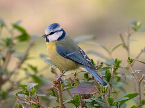 Herrerillo Com&uacute;n