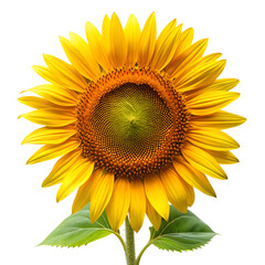 Obraz premium A sunflower isolated on transparent background