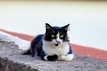 Fototapeta premium A serene black and white cat comfortably lounging on a stone wall, complemented by a picturesque and scenic background