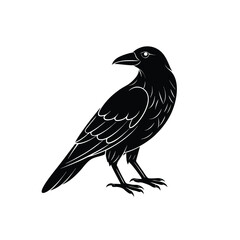 crow silhouette on a white background.Crow blackbird animal white background.