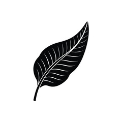 leaf silhouette on white background.