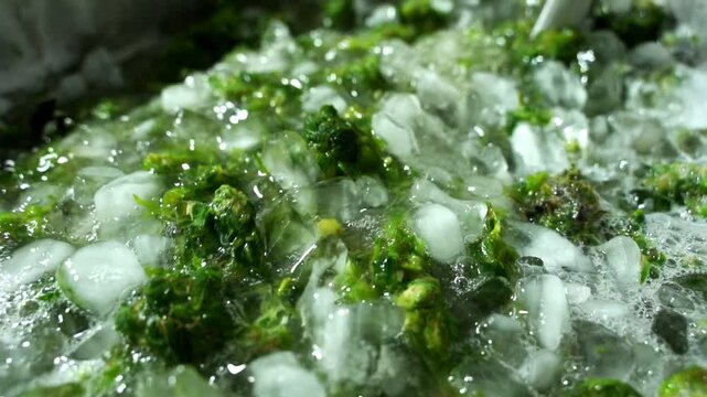 Washing Cannabis Flower For Ice Water Hash, Alt Angle