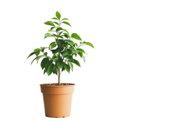 A small green plant thriving in a simple terracotta pot against a soft, light background isolated on transparent background