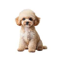 Adorable Fluffy Poodle Dog with Curly Fur, Isolated on Transparent Background.