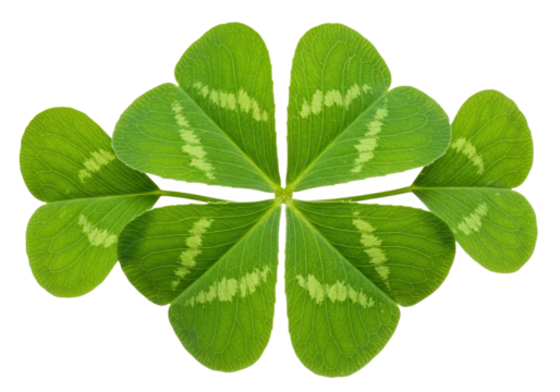 A fresh green clover with six heart shaped leaves isolated on transparent background - Powered by Adobe