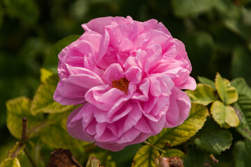Close up of a pink rose on the green background