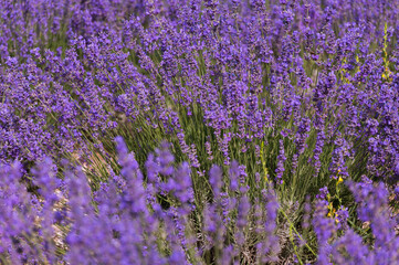 Naklejka premium The lavender field under the cloudy sky