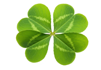 A fresh green clover with six heart shaped leaves isolated on transparent background
