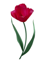 Obraz premium Tulip. Spring flower. Beautiful red tulip on a white background. Floral background. Green leaves. Blooming. Isolated.
