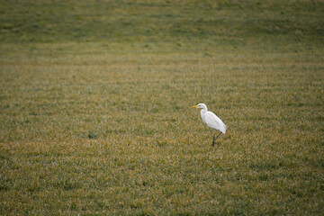 A great egret (Ardea alba) standing alone in a vast grassy field, captured in a natural setting.