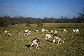 Deer running free in the english countryside estate