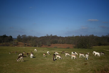 Deer running free in the english countryside estate