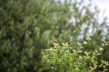 A bird on a branch 