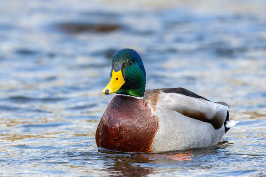 large mallard male on water