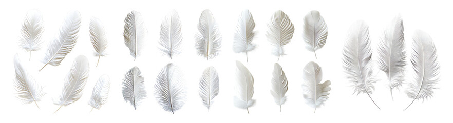 Obraz premium Delicate White Feathers Isolated on Transparent Background for Design, PNG bundle collection, Isolated on Transparent Background