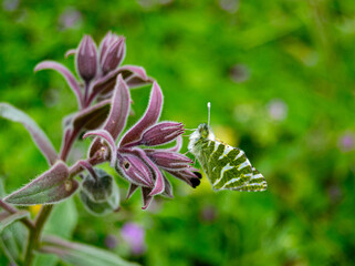 White and green butterfly on purple flower.