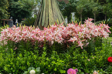 a bed of pink lilies in the park, lots of flowers