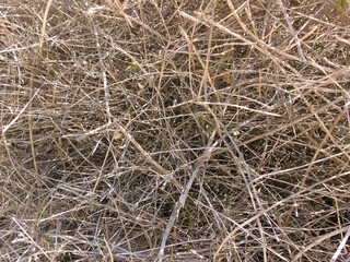close-up view of large amount of brushwood in countryside