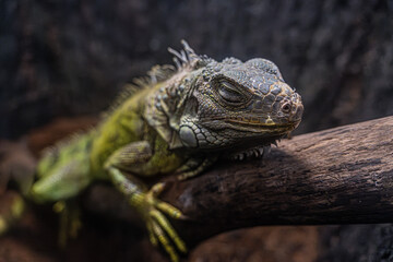 Resting iguana on a tree branch with textured scales, basking in a warm, natural habitat.