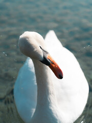 Schwan