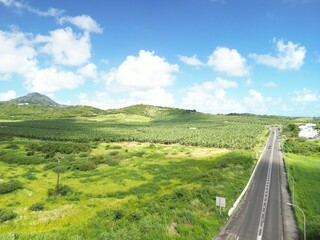 bananas tree camp, country, coltivation, martinique