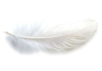 Obraz premium White feather isolated on a white background, detailed photograph. Delicate and ethereal, perfect for design projects requiring a clean and minimalist aesthetic