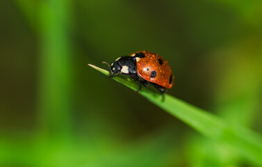 Fototapeta premium A little ladybug in dew drops on the grass