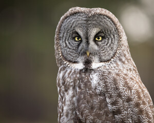 A close up portrait of a great gray owl staring at the camera.