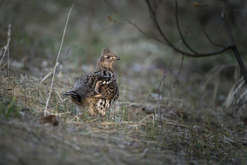 A ruffed grouse wandering through the forest.