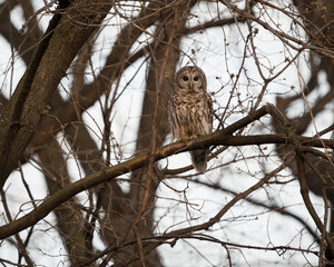 A barred owl perched in a tree in the fading evening light.