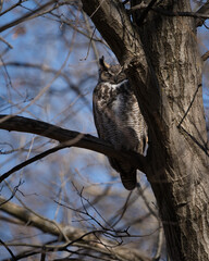 A great horned owl rests against the trunk of a tree in the late afternoon light.