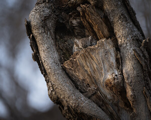An eastern screech cracks open an eye and peaks out of its cavity.