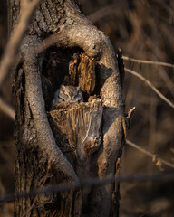 An eastern screech owl warms itself in the late afternoon sun while resting in its cavity.