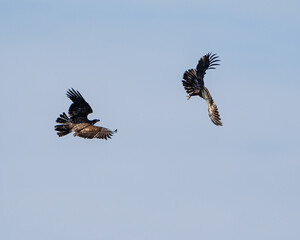 A pair of young eagles fight in the sky.