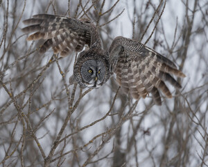 A great gray owl taking flight.