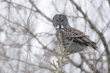 A great gray owl perches atop a pine tree on a cold winter day in the north woods.