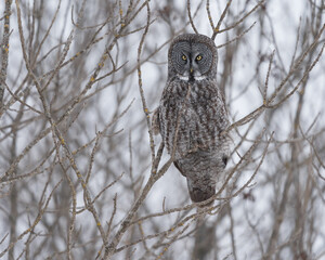 A perched great gray owl stares ahead on a cloudy winter day.