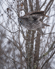 A great gray owl leaps from its perch to dive after prey.