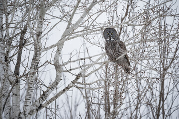 A great gray owl perches in a birch tree. 