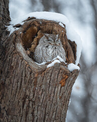 An eastern screech owl sleeping in its snow covered cavity on a cloudy winter day. 