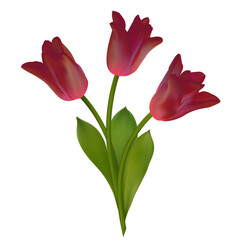 Tulip. Spring flowers. Beautiful bouquet of red tulips on a white background. Isolated. Floral background. Green leaves. Blooming.