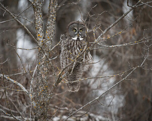 A great gray owl, perched in the trees, looks around with its piercing yellow eyes.