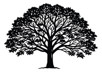 Silhouette of Sycamore Tree isolated on a white background