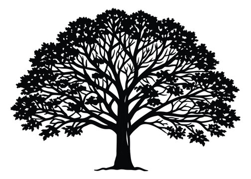 Silhouette of Sycamore Tree isolated on a white background