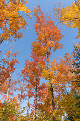 Fall colors against a blue sky.
