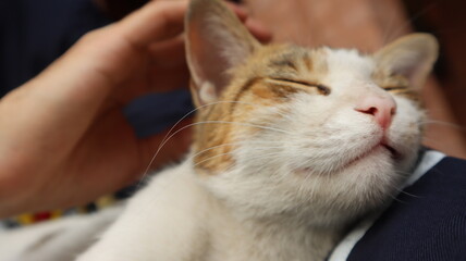 portrait of a cat being pet