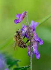 A bee sitting on a flower