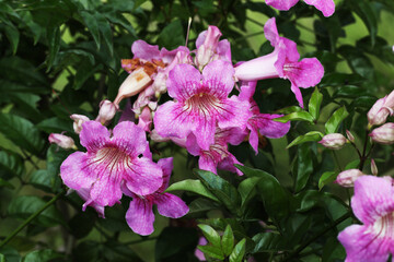Pink Trumpet Vine (Podranea ricasoliana) bloom in tropical garden